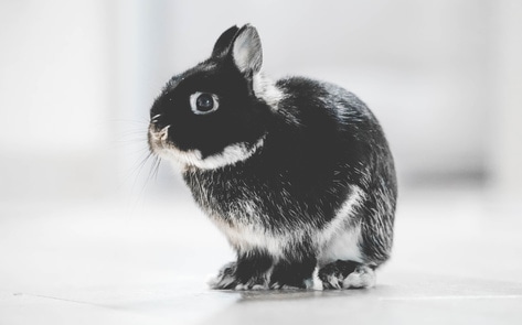 Mexico Just Banned Cosmetic Animal Testing in a North American First
