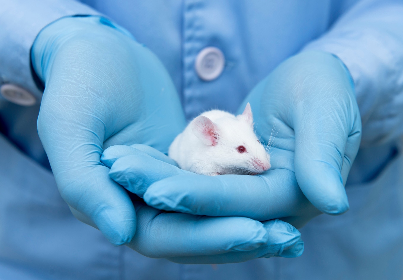 VegNews.AnimalTesting