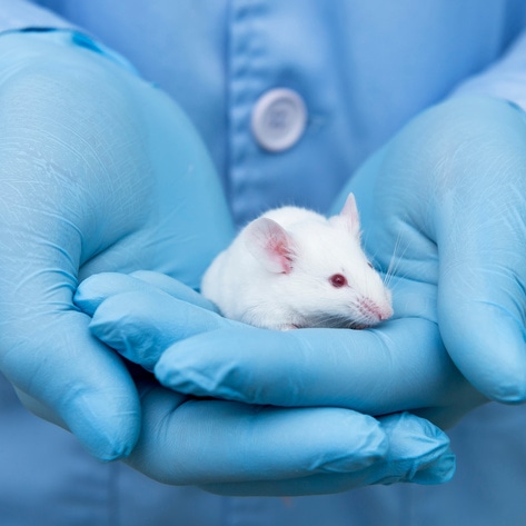 EU Votes for Plan to Phase Out 10 Million Animals from Testing Labs