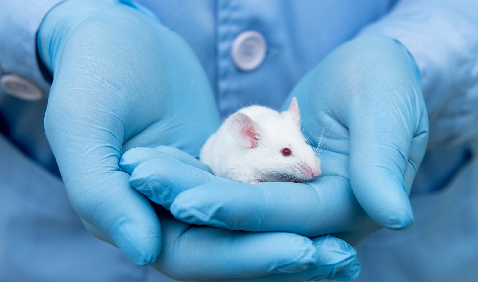 EU Votes for Plan to Phase Out 10 Million Animals from Testing Labs