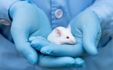 EU Votes for Plan to Phase Out 10 Million Animals from Testing Labs