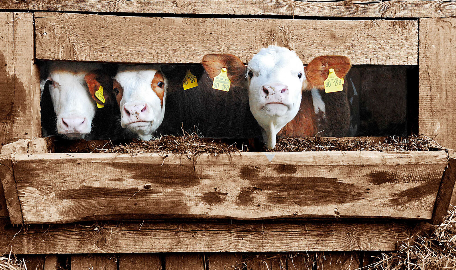 Kansas Court Deems America’s Oldest Ag-Gag Law Unconstitutional