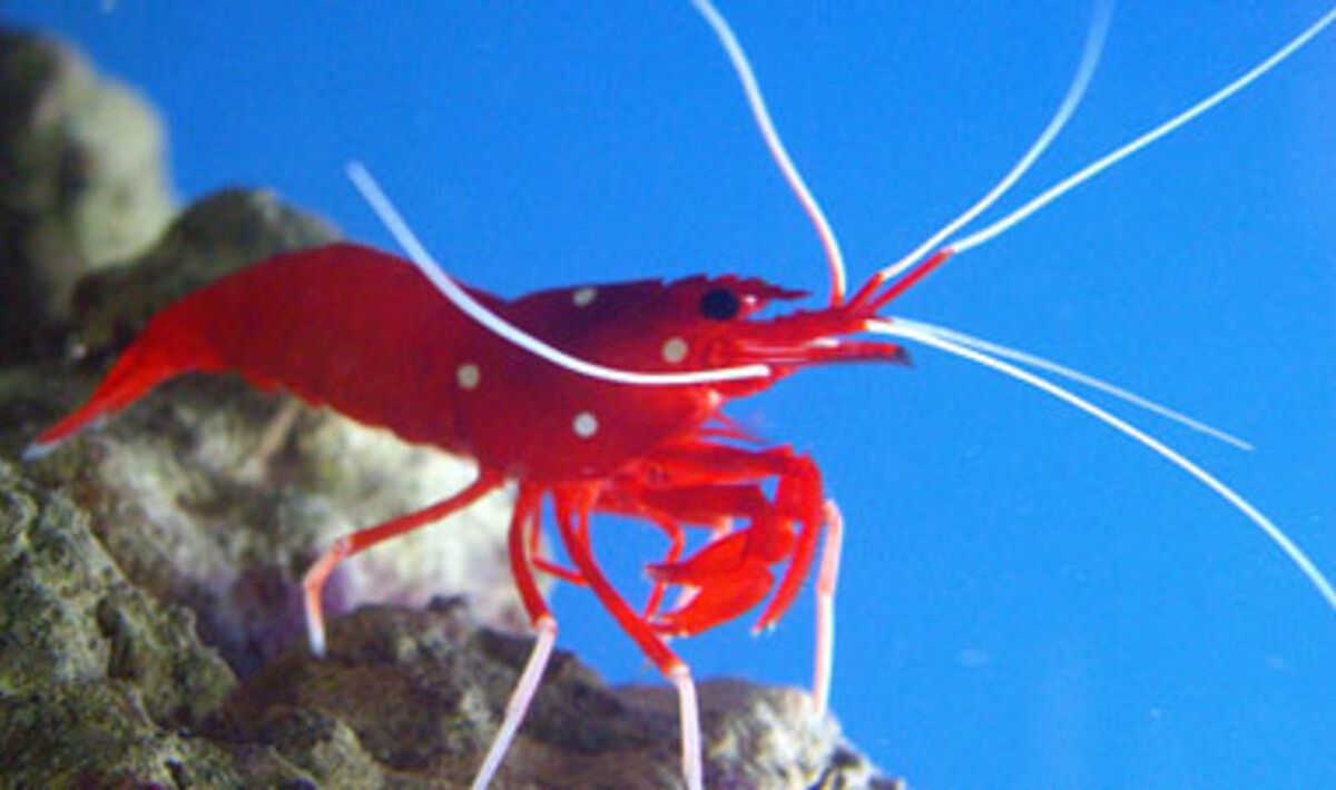 Restaurant Removes Live Shrimp | VegNews