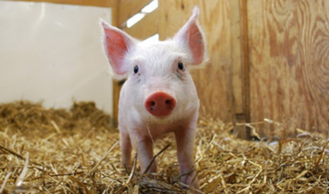 New Hospital Will Treat Animals from Factory Farms