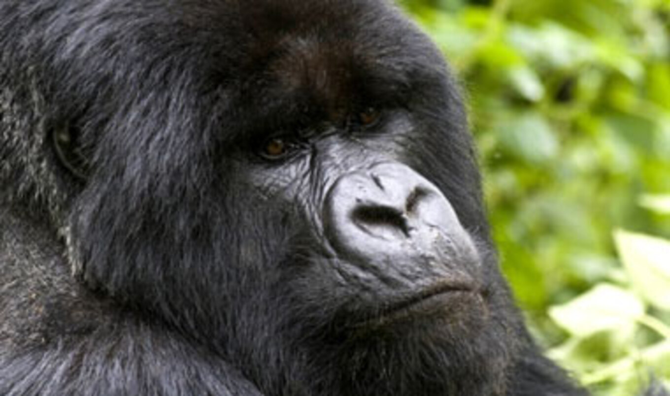 EU Bans Primate Testing