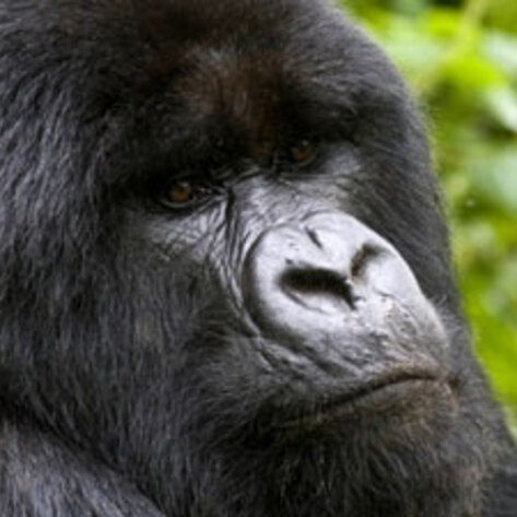 EU Bans Primate Testing