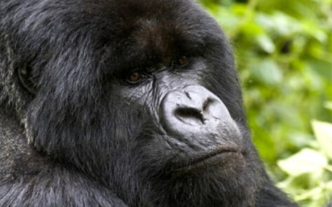 Two Gorillas Destroy Poachers' Traps in Rwanda