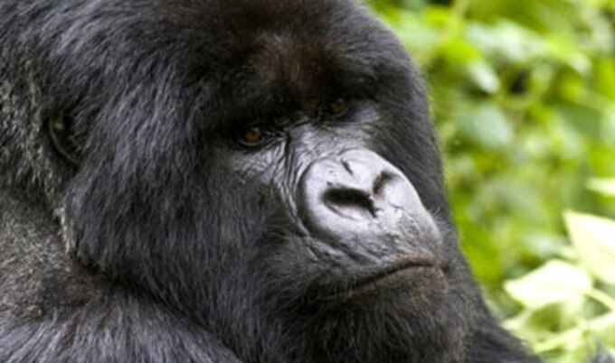 gorillavnd