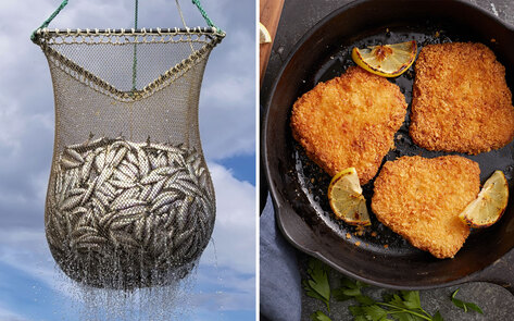 Race to Save the Oceans: Fish-Free Seafood Companies Raise $116 Million in Last Six Months