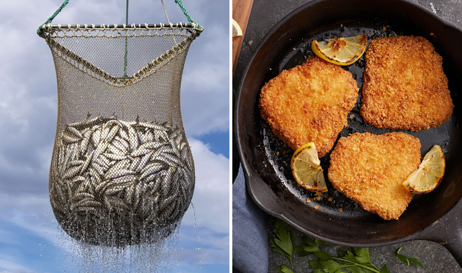 Race to Save the Oceans: Fish-Free Seafood Companies Raise $116 Million in Last Six Months