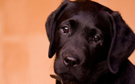 Puppy-Free Pet Shops