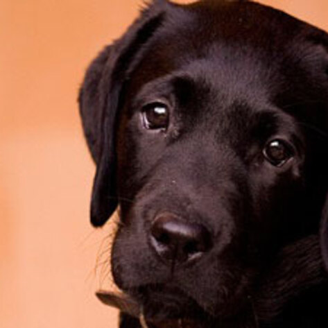 New Fund for AR Groups