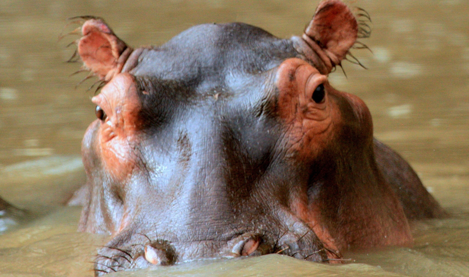 US Court Recognizes Animals as Legal Persons for the First Time