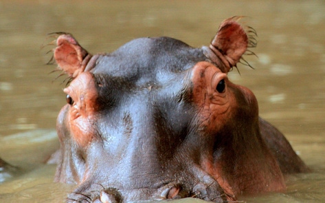 US Court Recognizes Animals as Legal Persons for the First Time