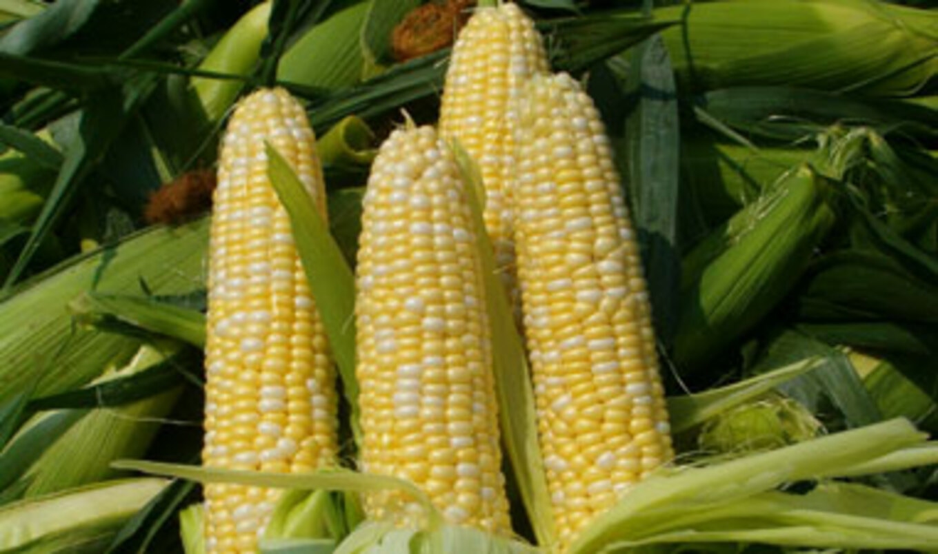 GMO Food Labels Backed in CT