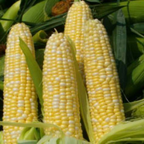 GMO Food Labels Backed in CT