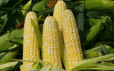 GMO Food Labels Backed in CT