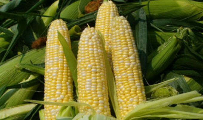 corn
