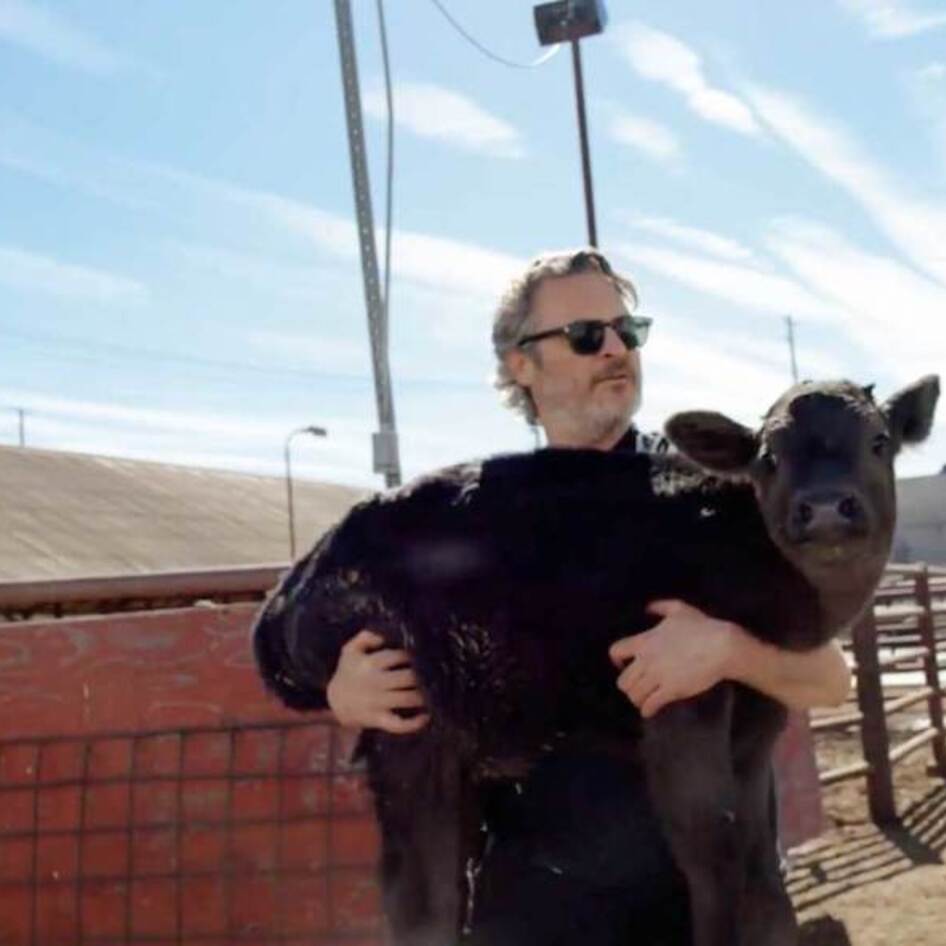 Joaquin Phoenix Rescues Cow and Her Week-Old Calf from Slaughterhouse&nbsp;