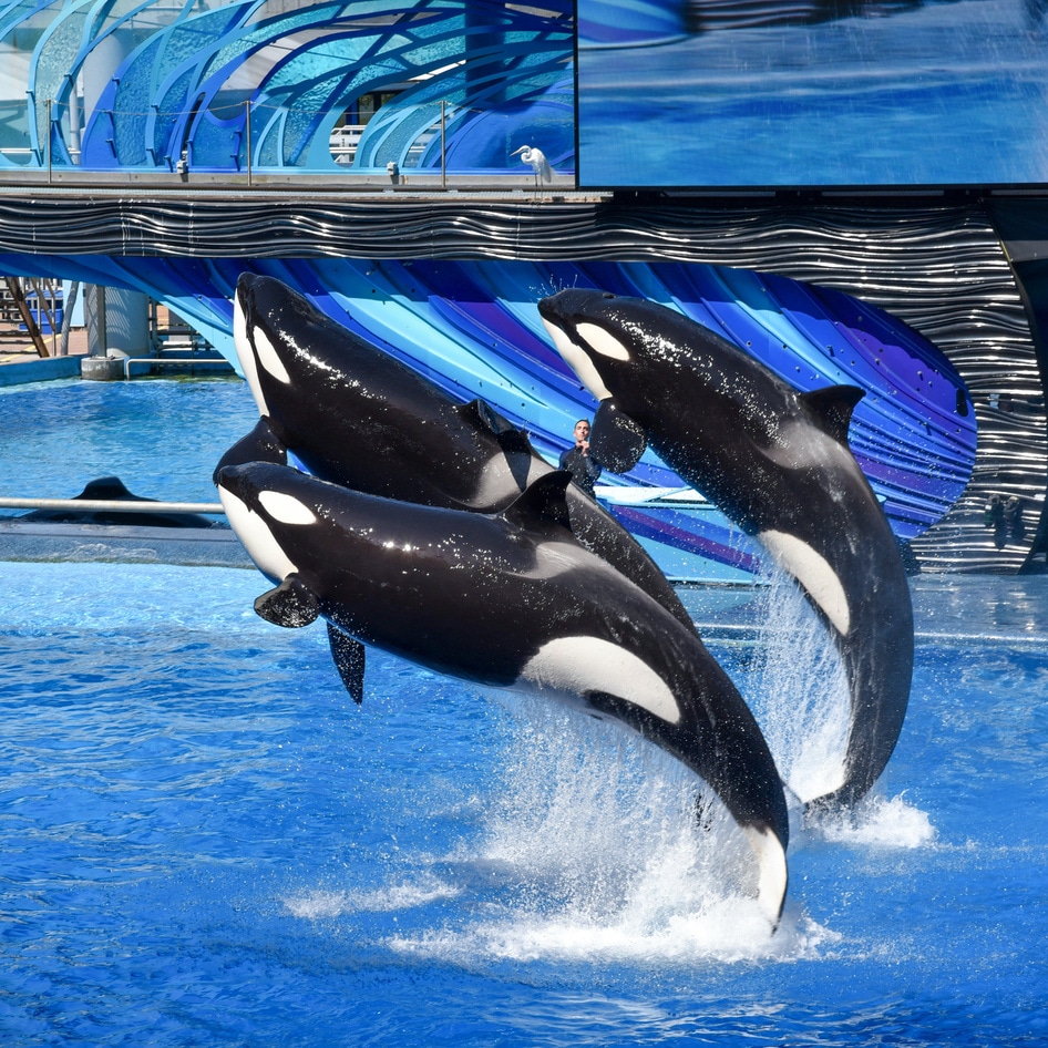 Why Travel Giant Expedia Will No Longer Sell Tickets to SeaWorld
