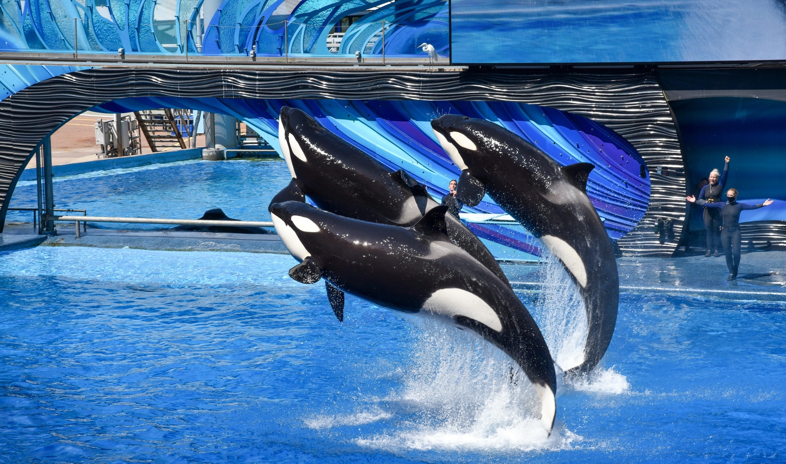 Why Travel Giant Expedia Will No Longer Sell Tickets to SeaWorld