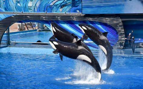 Why Travel Giant Expedia Will No Longer Sell Tickets to SeaWorld