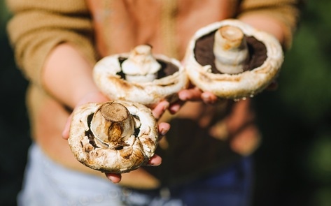 New Study Finds Mushrooms May Lower Risk of Depression