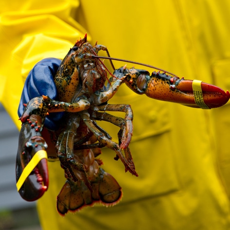 UK Recognizes Lobsters, Octopuses, and Crabs as Sentient Beings. Will No Longer Boil Them Alive. 