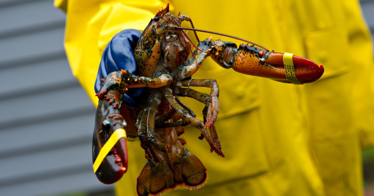 Do Lobsters Feel Pain?