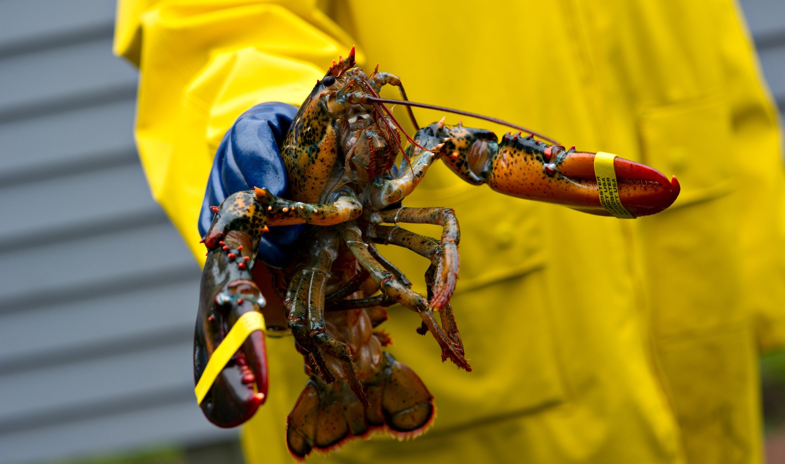 UK Recognizes Lobsters, Octopuses, and Crabs as Sentient Beings. Will No Longer Boil Them Alive. 