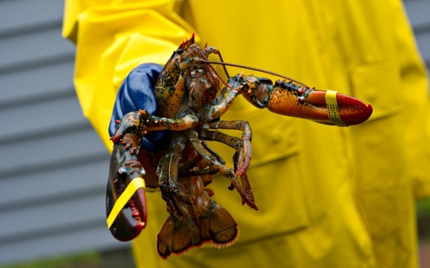 UK Recognizes Lobsters, Octopuses, and Crabs as Sentient Beings. Will No Longer Boil Them Alive. 