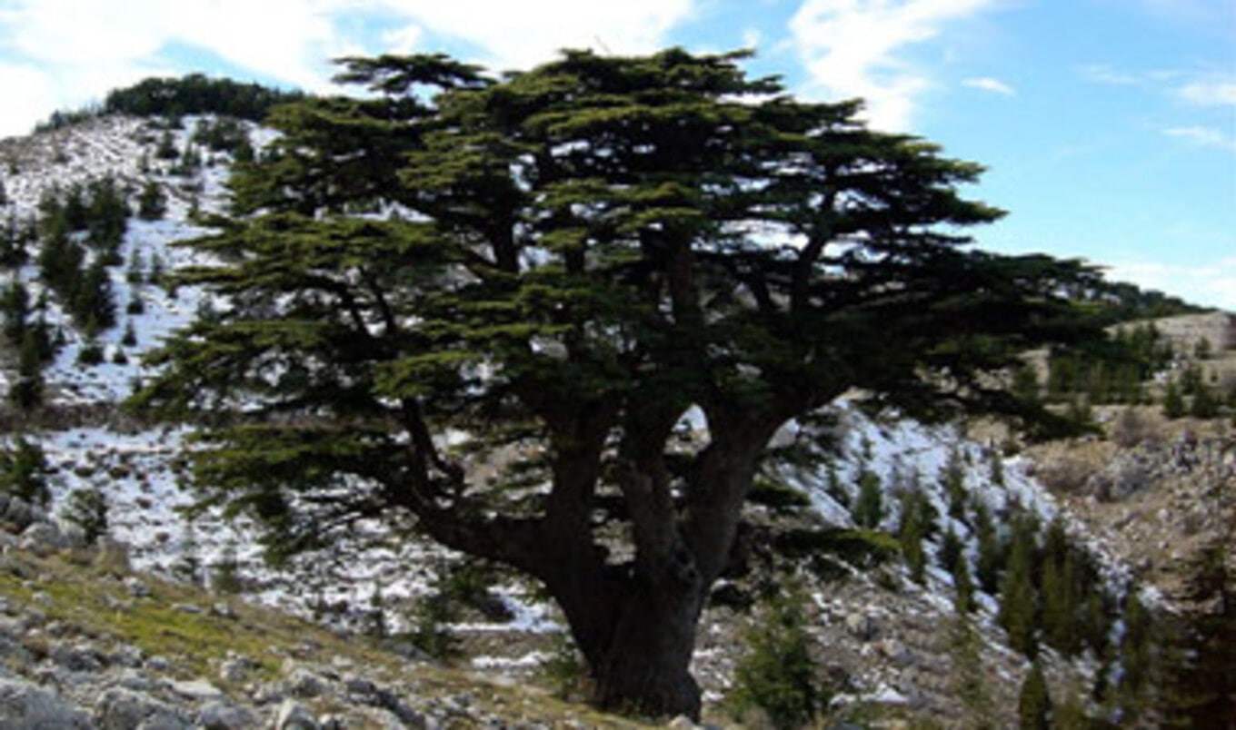 Animals Lebanon Plants Trees