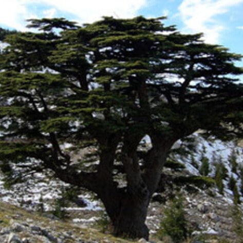 Animals Lebanon Plants Trees