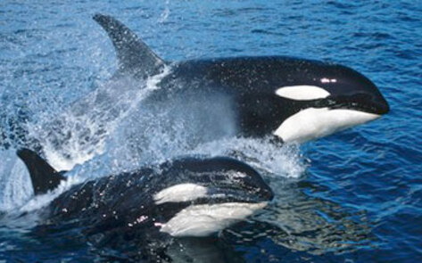 Whale Protection Initiative