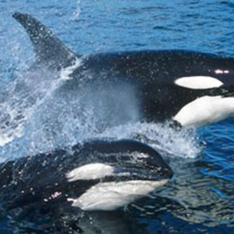 Whale Protection Initiative