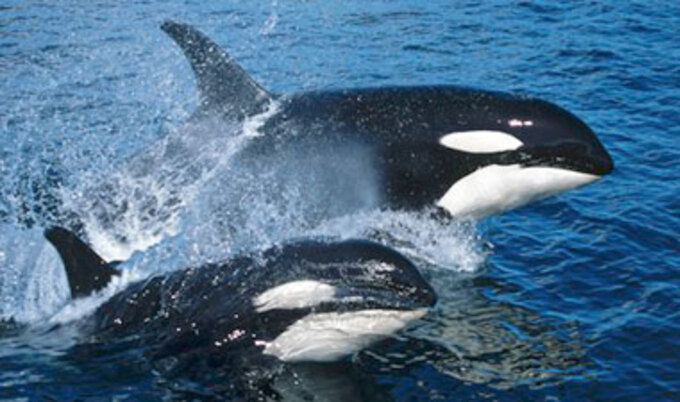 whales
