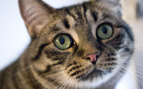 University Stops Using Cats for Medical Training