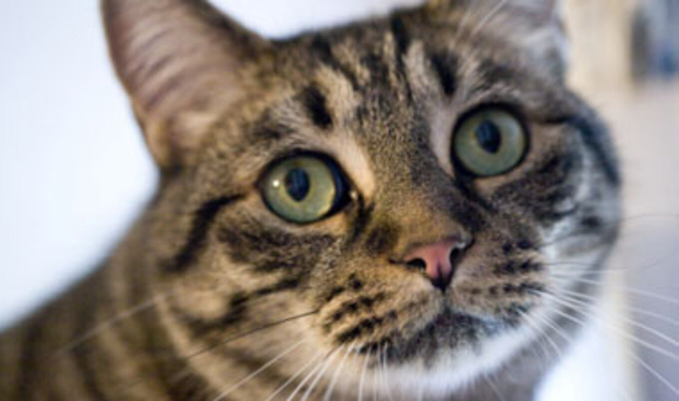 California School District Bans Animal Dissection