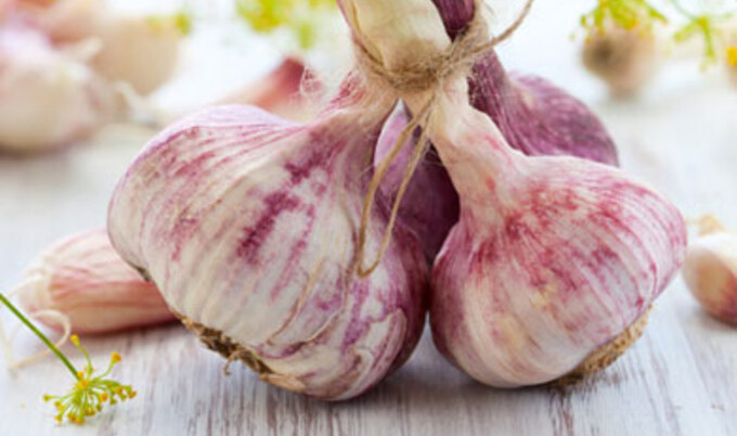 garlic