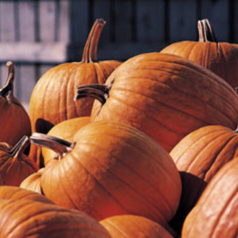 Pumpkin Spice Cookies