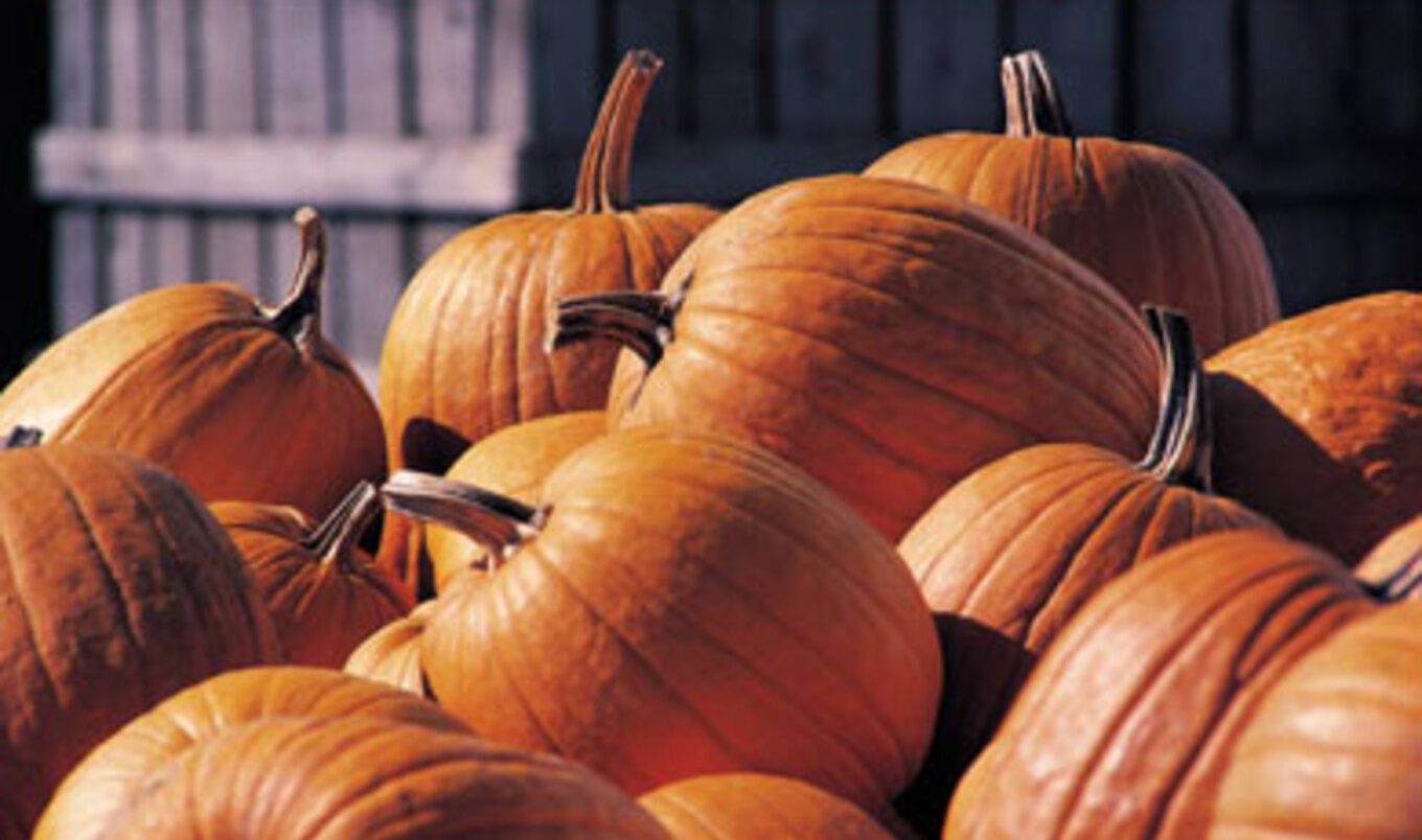 How to Pick the Perfect Cooking Pumpkin
