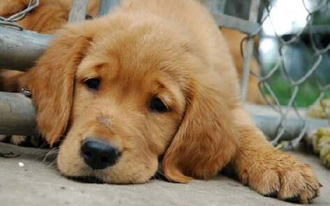 Animal-Abuse Registries: What They Are and How They Work