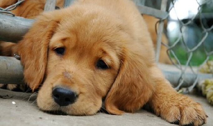 sadpuppynews