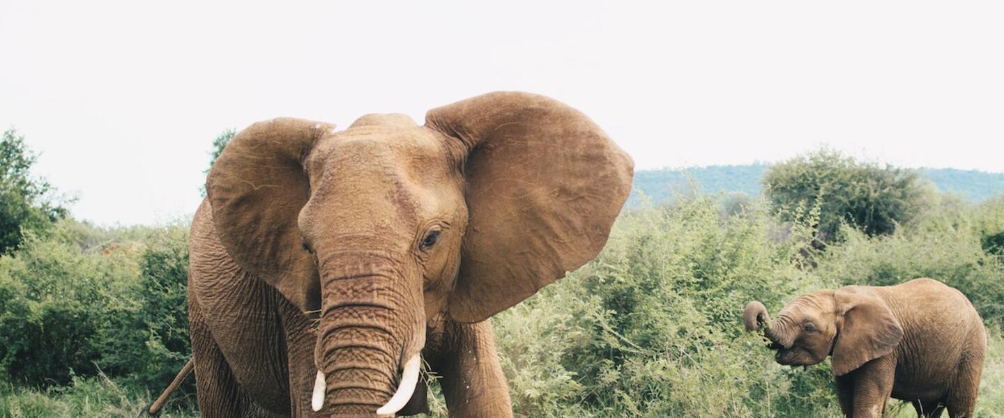 The First Truly Ethical African Safari Is Coming This Spring