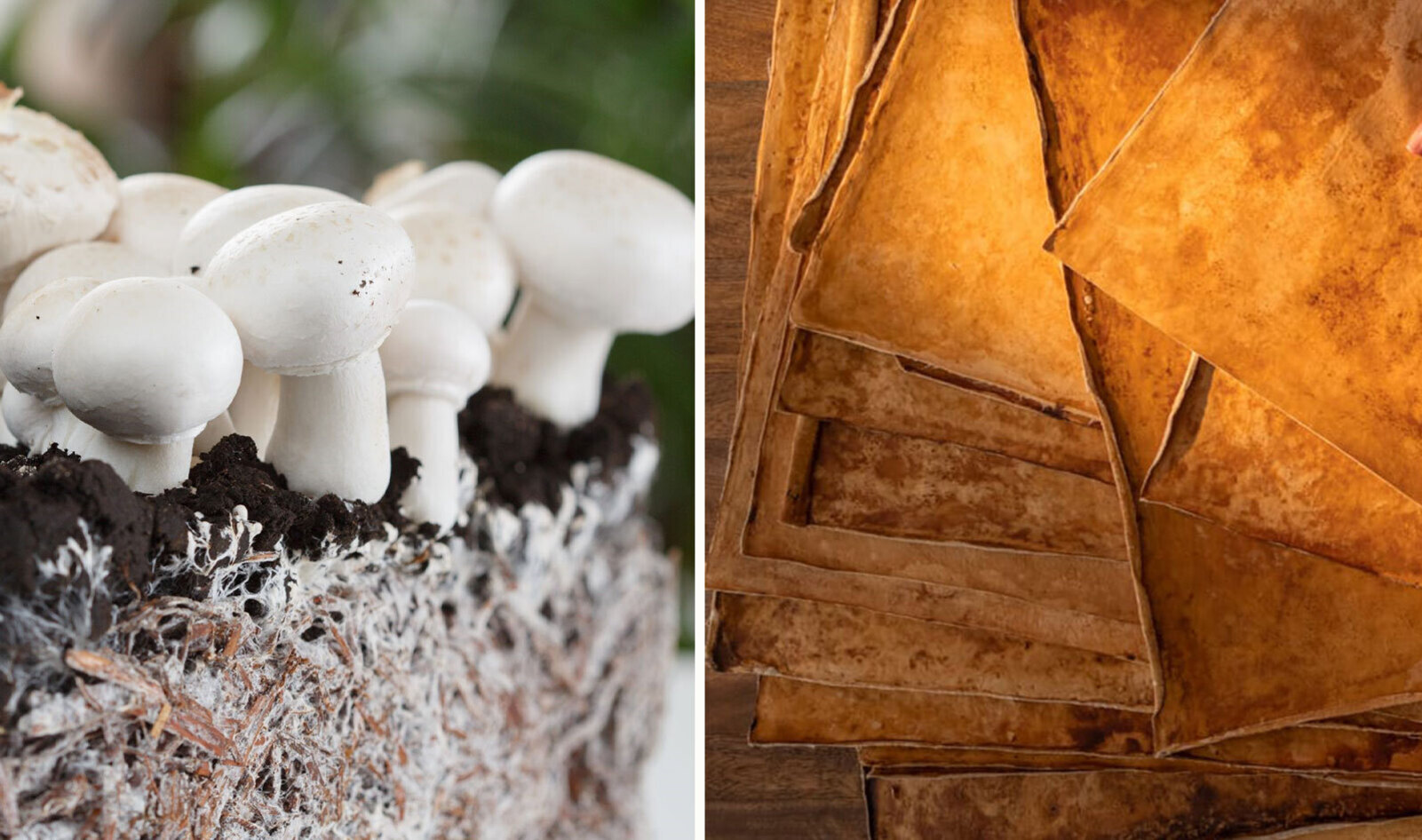 Why South Carolina Is the New Hub of Sustainable Vegan Mushroom Leather