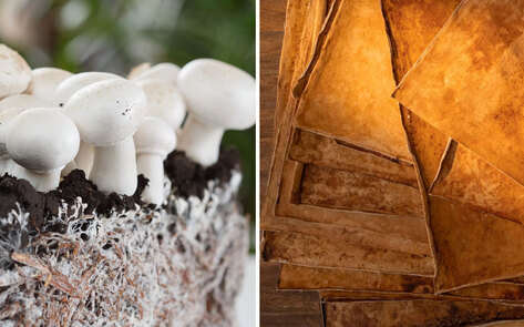 Why South Carolina Is the New Hub of Sustainable Vegan Mushroom Leather