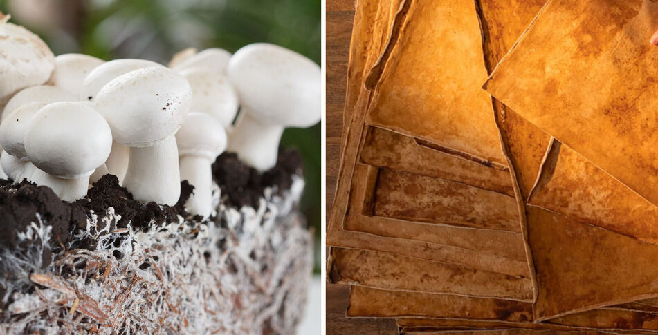 Why South Carolina Is the New Hub of Sustainable Vegan Mushroom Leather
