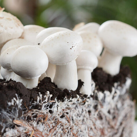 Why South Carolina Is the New Hub of Sustainable Vegan Mushroom Leather