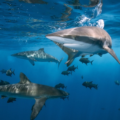 Hawaii Just Became the First State to Ban Shark Fishing