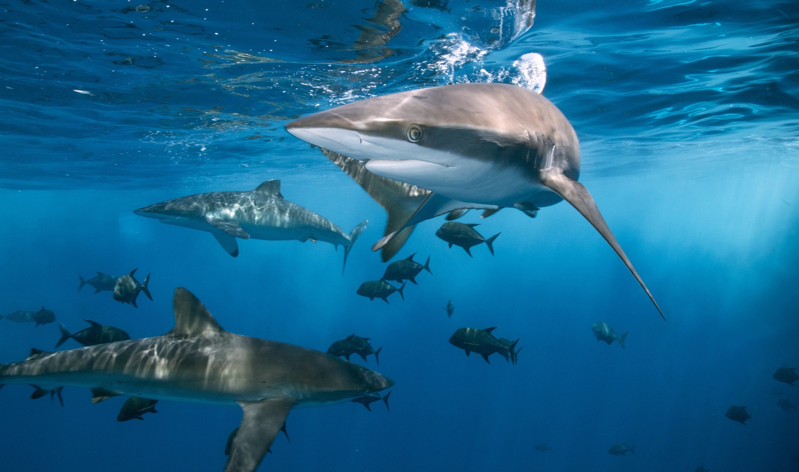 Hawaii Just Became the First State to Ban Shark Fishing